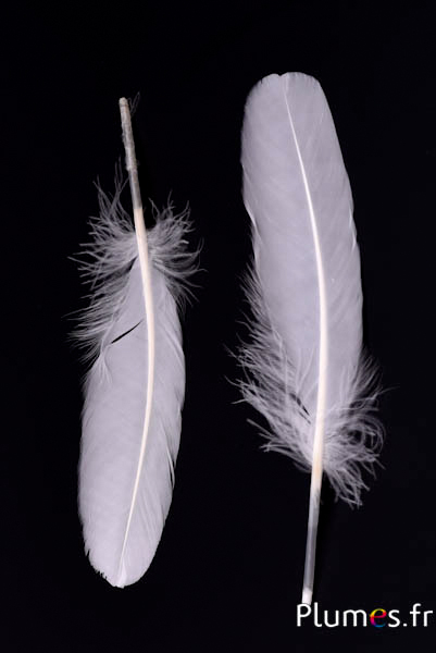 Oie - 15-21 cm, gauche et droite - blanc